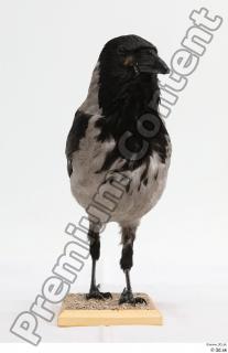 Carrion crow bird whole body 0001.jpg